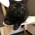 てんちゃん